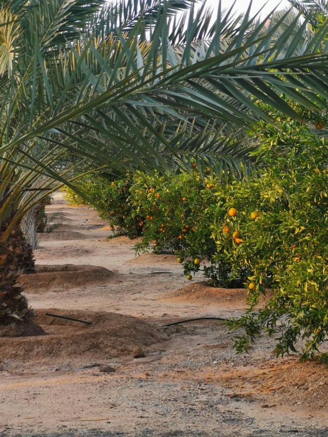 Almazham Camp Resort アル・ウラー エクステリア 写真